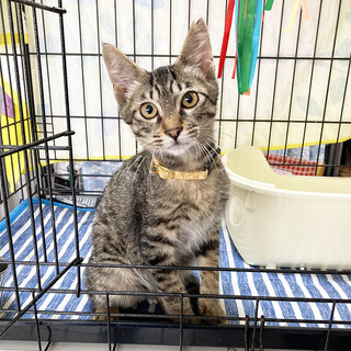 最初は人見知りのキーくん♪里親募集中！！