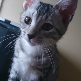 サバトラピンクちゃん