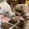 御馳走分け合いっこ