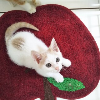 クリーム色の2か月半の可愛いトミィ君