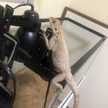 レッドヘッドアガマのツンさん