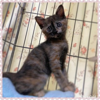 垂れ目がcute。生後2ヶ月さび柄こごみちゃん