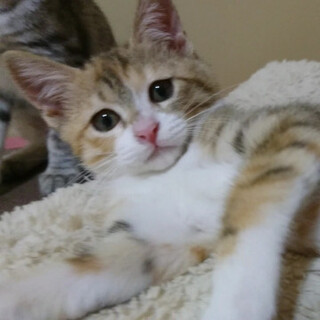 トライアル予定です。丸いミケコちゃん