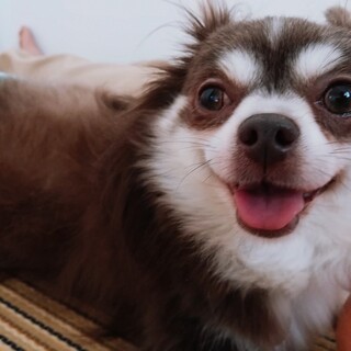 子犬のように無邪気で可愛い☆しちちゃん