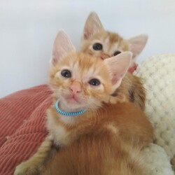 第94回　にゃん☆ぴーす猫の譲渡会