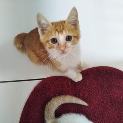 第94回　にゃん☆ぴーす猫の譲渡会 サムネイル3