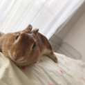 4歳のうさぎ