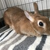 4歳のうさぎ サムネイル3