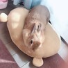 4歳のうさぎ サムネイル4