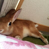 4歳のうさぎ サムネイル5