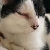 ネコぴらふ