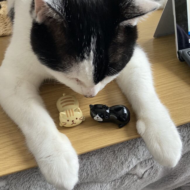 ネコぴらふのカバー写真