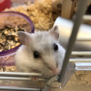 ハムスター♂の里親募集