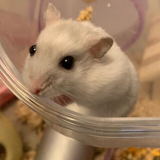 ハムスター♂の里親募集