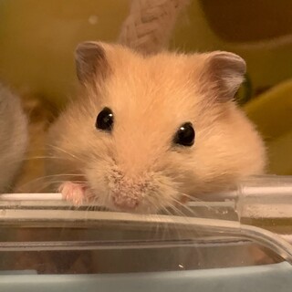 ハムスター♀の里親募集