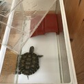 ❤️かわいいカメジ❤️ミシシッピアカミミガメ