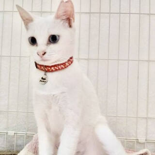 吸い込まれそうなブルーアイ　エビアンちゃん