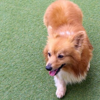 人が大好き甘えん坊ロッキー