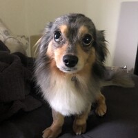 ディオ