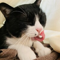 いちまつ