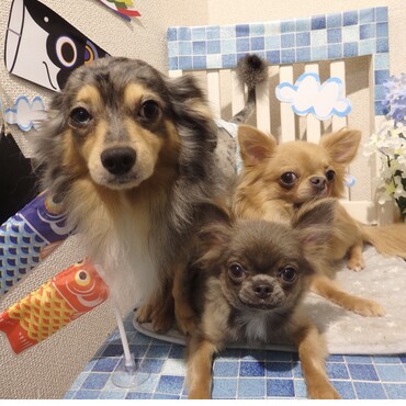 ３匹バッチリそろったよ♡