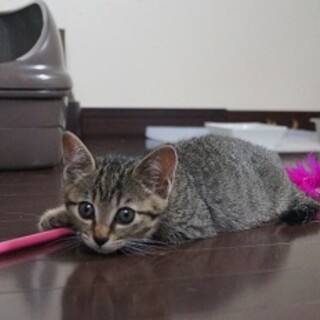 ちびちび姉妹の家族になってください