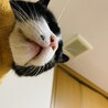 の写真