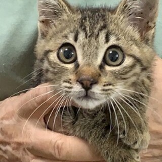 5ヶ月 キジ猫 腕白坊主」大阪府 - 猫の里親募集(318574) :: ペット 