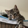 甘え坊のキジトラ仔猫のあめくん サムネイル3