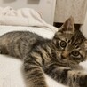 甘え坊のキジトラ仔猫のあめくん サムネイル5
