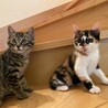 甘え坊のキジトラ仔猫のあめくん サムネイル6