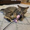 甘え坊のキジトラ仔猫のあめくん サムネイル7