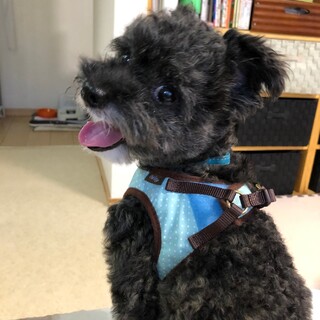 元気いっぱいトイプーMIXのコウくん