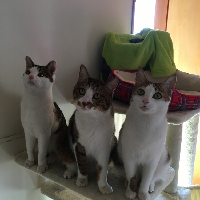 PAWS OMANOのカバー写真