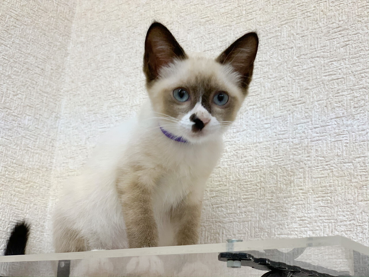 ねこ様 リクエスト 2点 まとめ商品