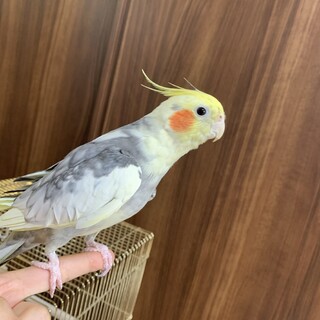 オカメインコの里親募集です