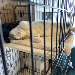 綺麗に可愛くなってきました