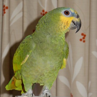 【交渉中につき募集停止】ボウシインコ