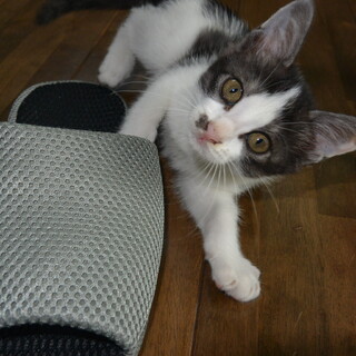 生後2か月ハート❤️の模様の元気なかわいい子です！