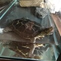 カメ　種類不明　水槽付属品付き譲渡
