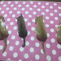 子猫4匹里親募集！（1匹、里親さん決定しました）