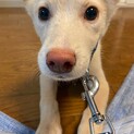 ゆずくんを家族に迎えてください。