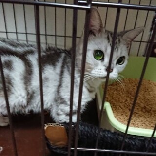 アメリカンショートヘアのオリバーちゃん