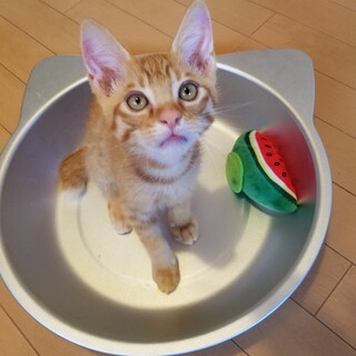 和みます。甘えん坊の茶トラ君！