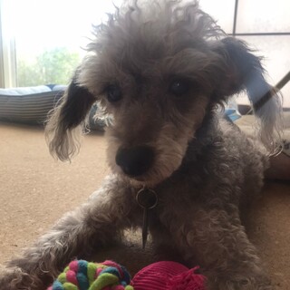 頑張って生きてるボクを見捨てないで！アトスくん