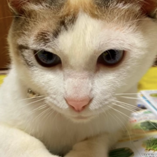 【代理募集】優しい子ブルーアイのスーちゃん