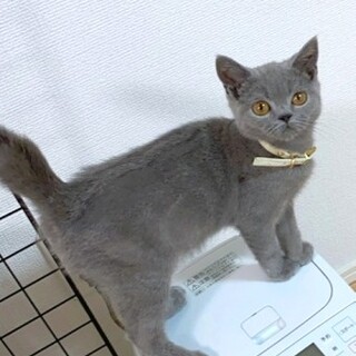 ブリティッシュのおくりくん