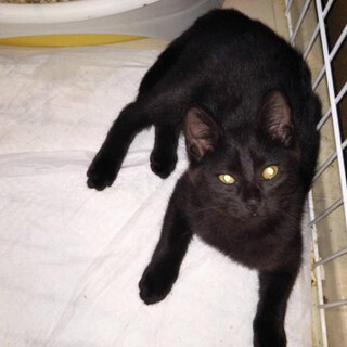 急募！黒猫の里親様募集しています