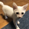 元気な白猫の男の子です。