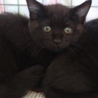 人馴ればっちり　「じゅん」